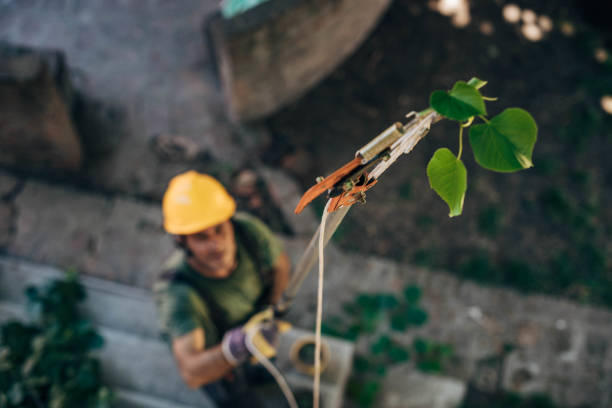 Best Tree Mulching  in Pinellas Park, FL