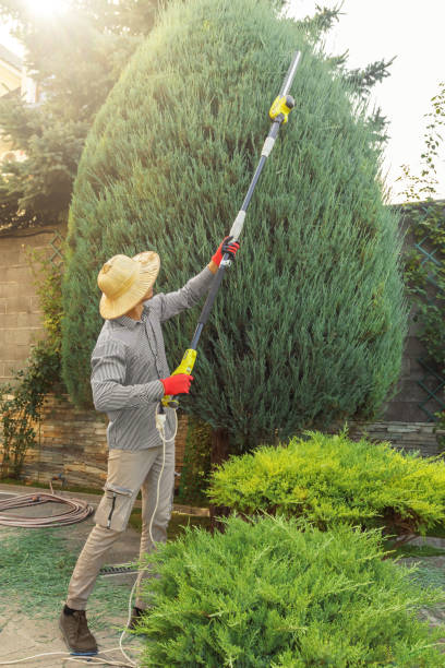 Best Commercial Tree Services  in Pinellas Park, FL